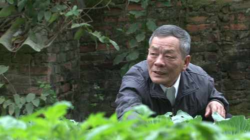 Ông Đinh Văn Trượng xem việc trồng trọt là niềm vui tuổi già